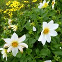 Dahlia x 'Mignon blanc' (2)